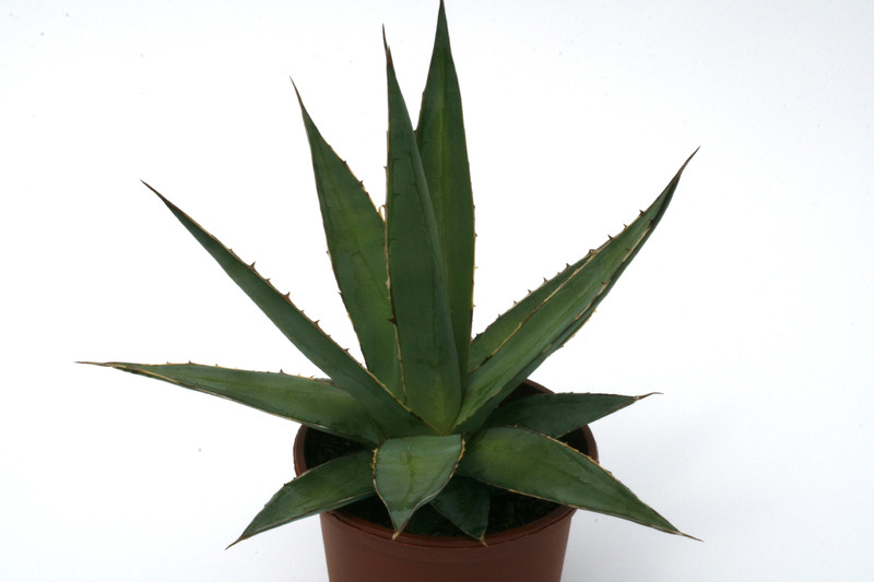 agave impressa escuinapa 0688