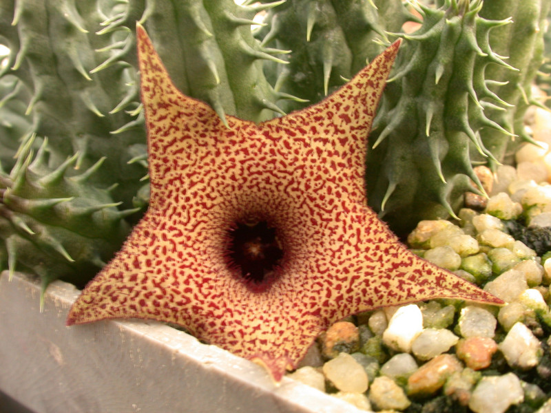 huernia x distichia 03