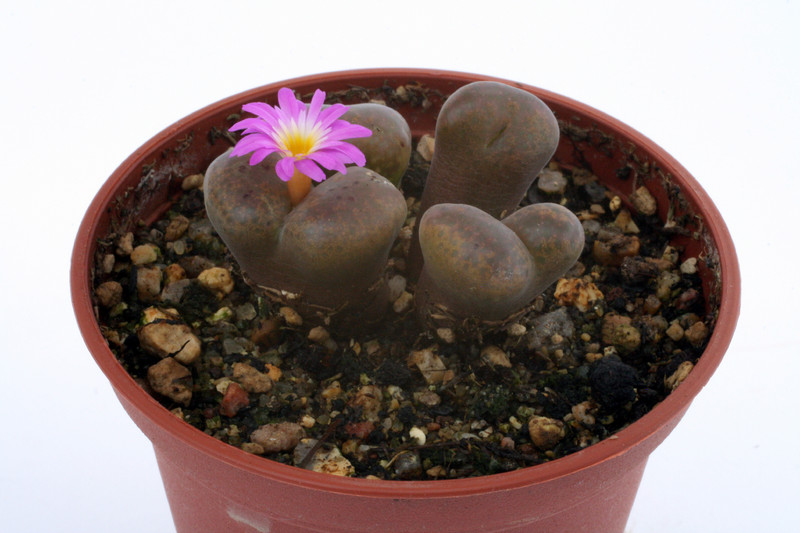 conophytum lithopsoides sb1027 2827
