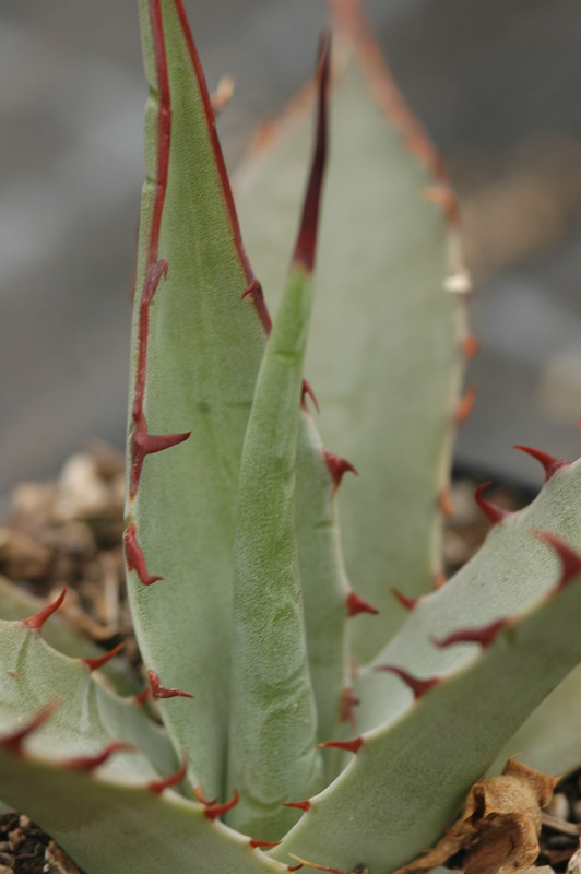 agave moranii sierra san pedro 8664