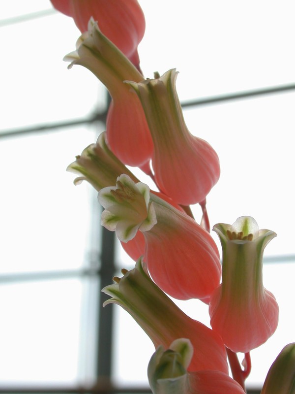 gasteria glomerata 01