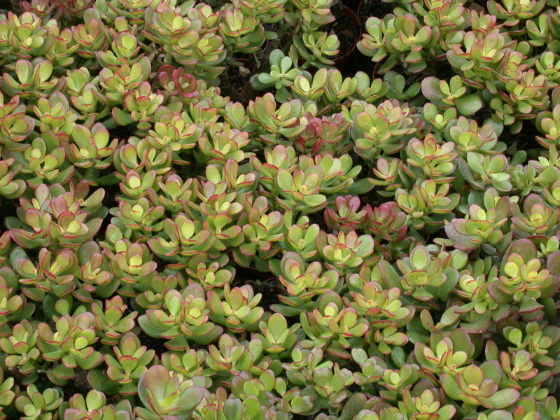 crassula ovata hummels sunset 02