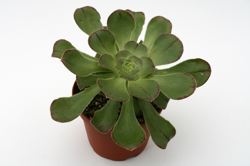 aeonium undulatum 0355