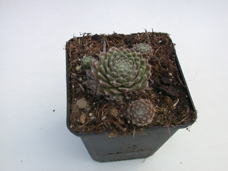 sempervivum silver thaw 5739