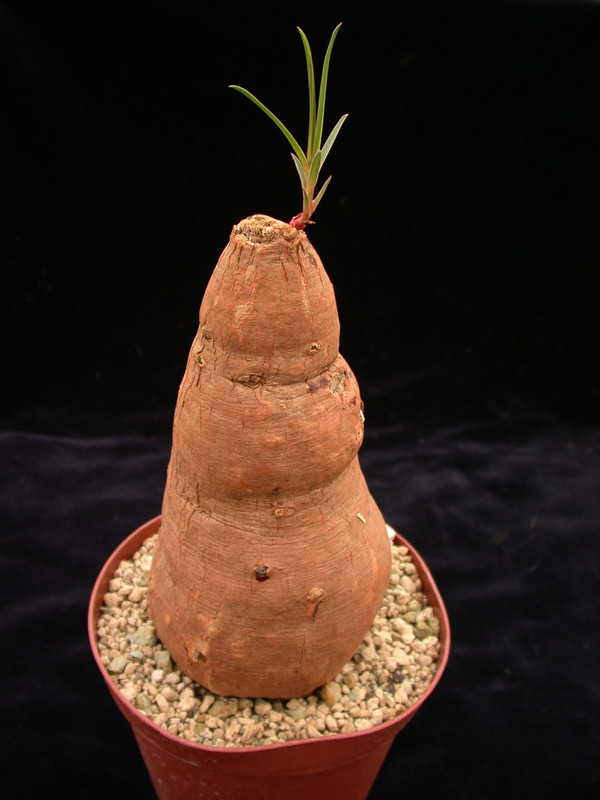 euphorbia trichadenia 01