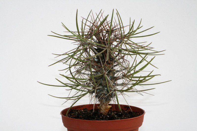 didiera madagascariensis 6831