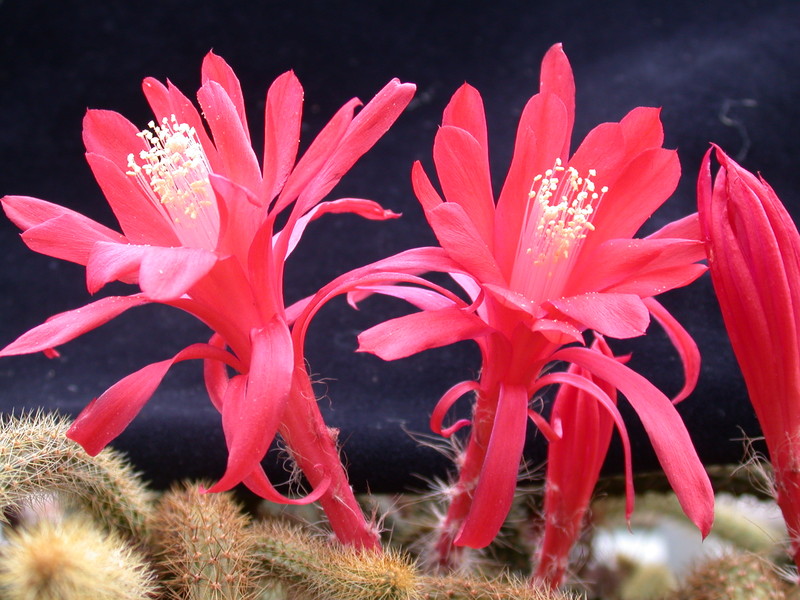 aporocactus heideroeschen 984848