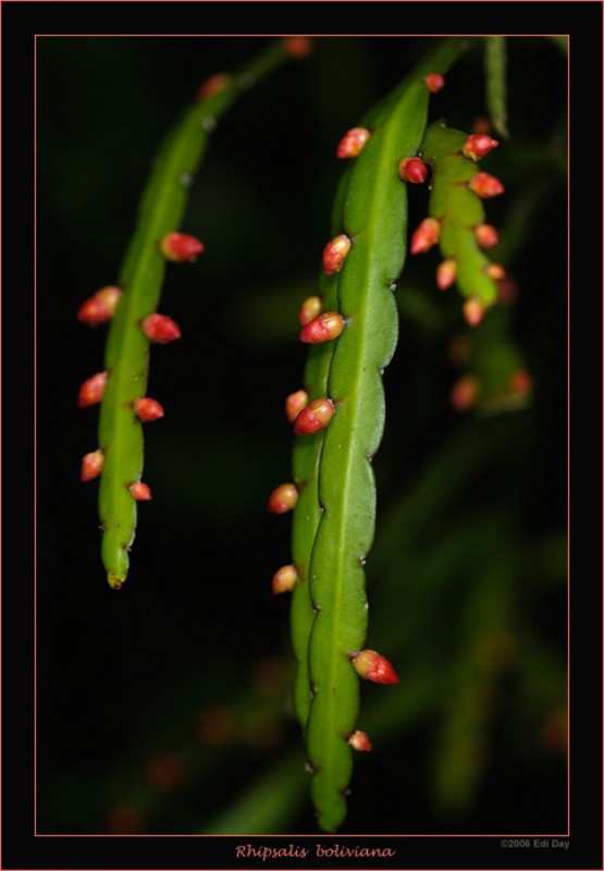 rhipsalis boliviana DAX7207 n7