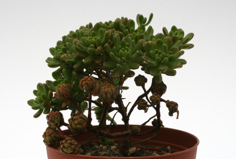 aeonium sedifolium 0371