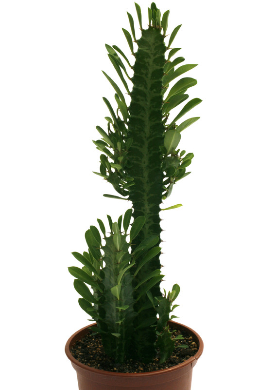 euphorbia trigona 0601