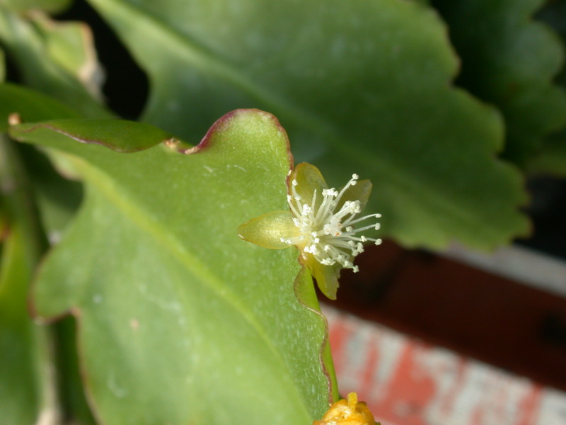 rhipsalis crispimarginata 8935