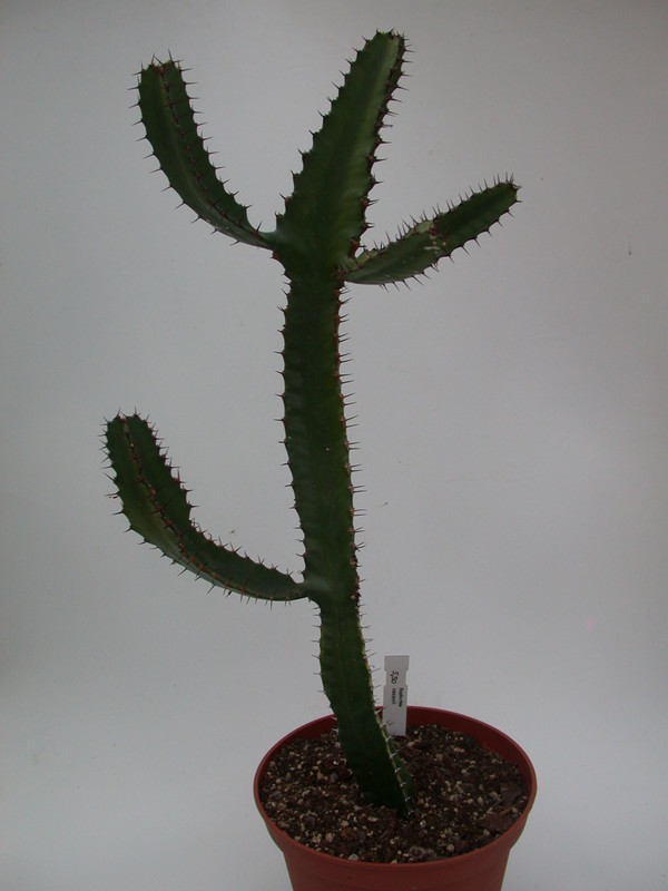 euphorbia cooperi 1369