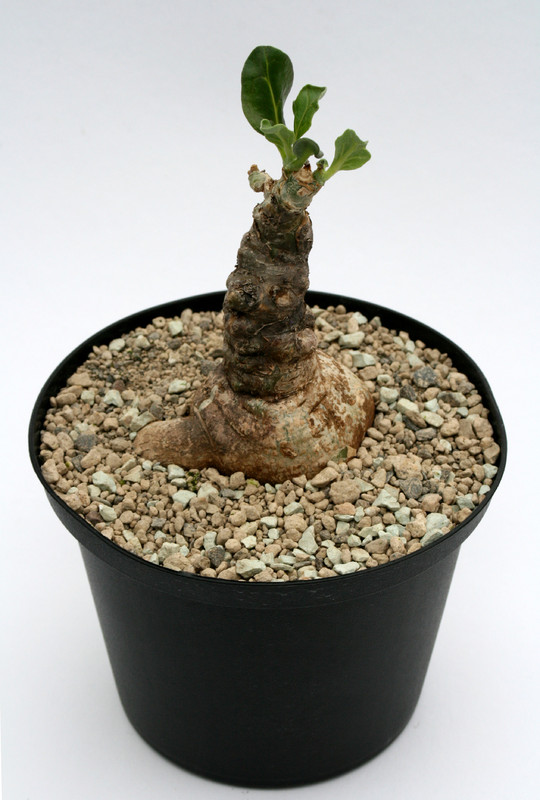 pterodiscus luridus 6939