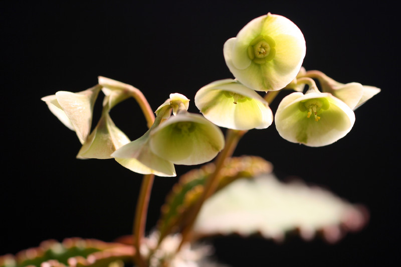 euphorbia suzannae marnierae 0172