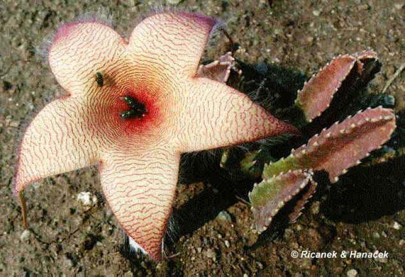 stapelia nobilis 06