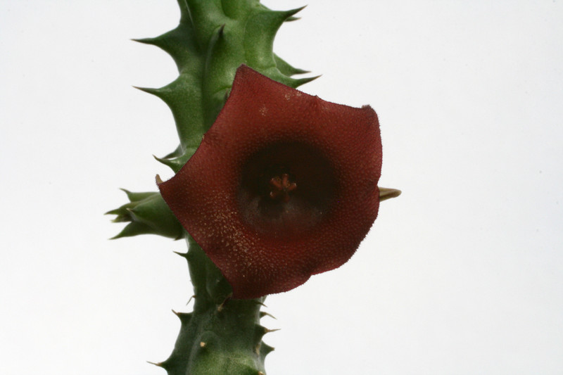 huernia aspera 9246