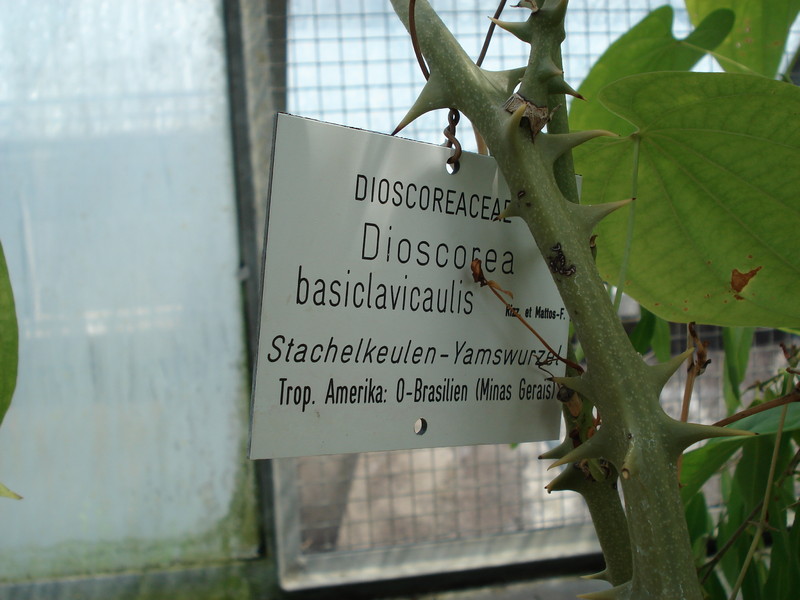 dioscorea basiclavicaulis 445