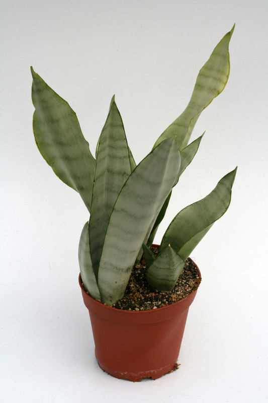 sansevieria trifasciata moonshine 5733