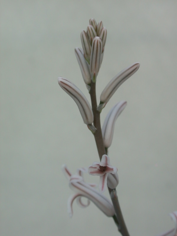 haworthia cuspidata 17