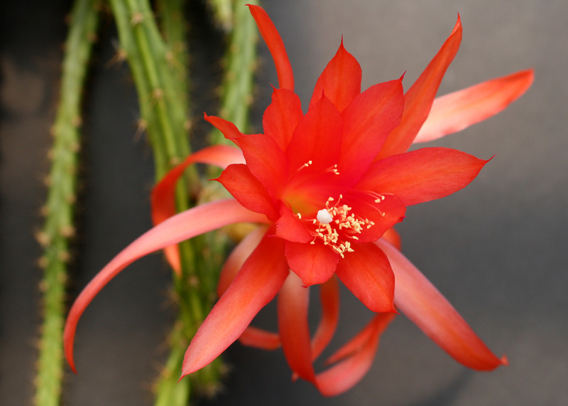 aporocactus sussex flame 0011