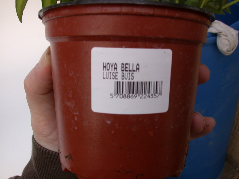 hoya bella louise buis 4022