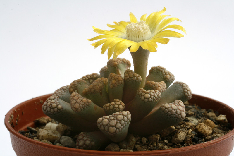 titanopsis hugo schlechteri sb1343 9688