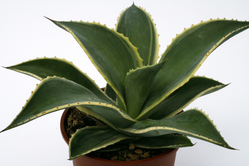 agave celsii multicolor 0692