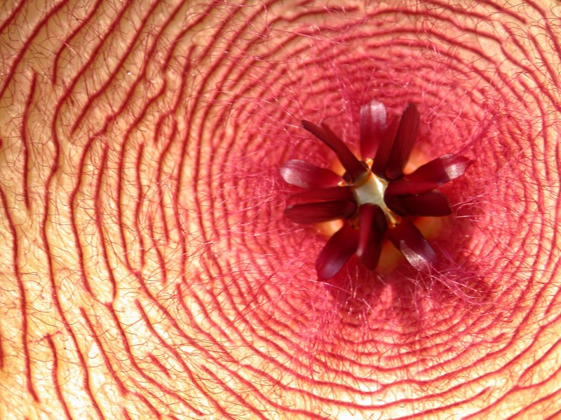 stapelia ambigua eret 05