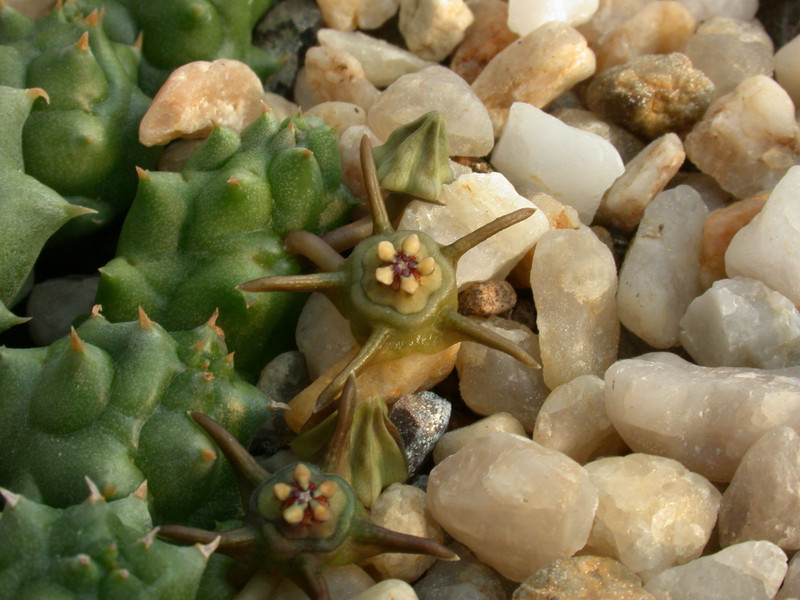 duvalia gracilis wilboumore d1476 1