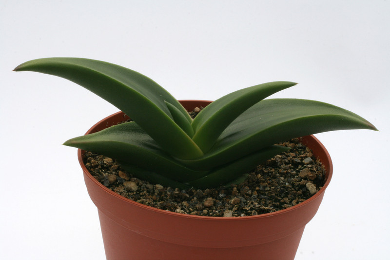 aloe fleurentiniorum 3026