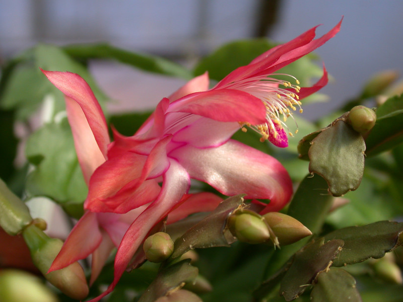 schlumbergera coral cascade 07