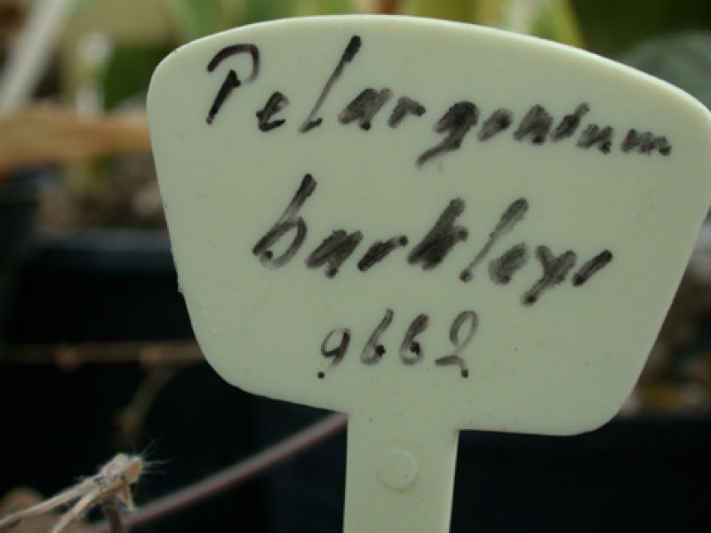 pelargonium barkleyi 05