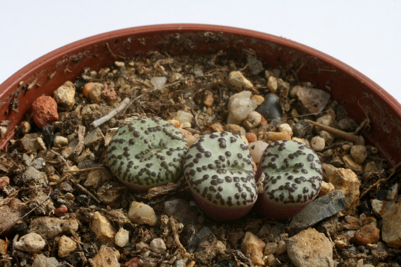 conophytum obcordellum sb635 lokenburg 2913