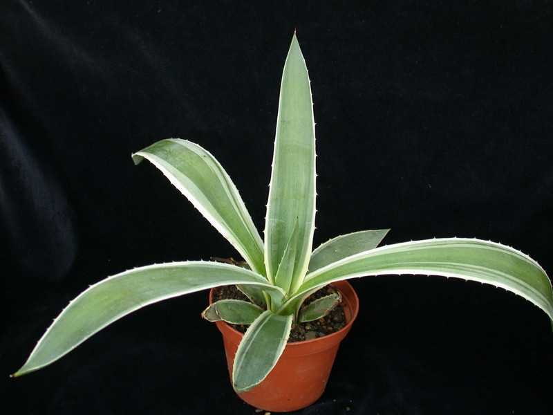 agave angustifolia marginata 01