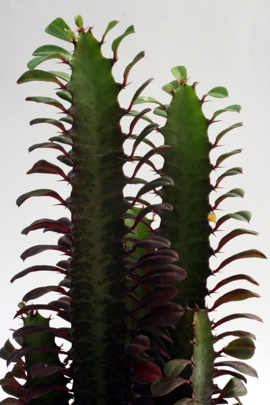 euphorbia trigona rubra 0195