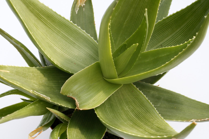 aloe ibitiensis 8122
