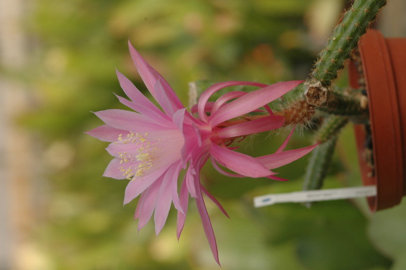 aporocactus royal silk 1305