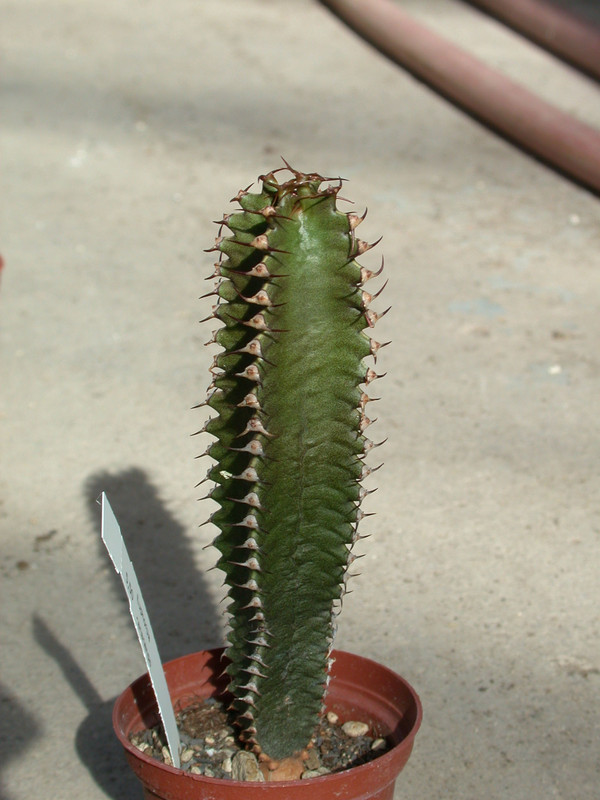 euphorbia canariensis 03