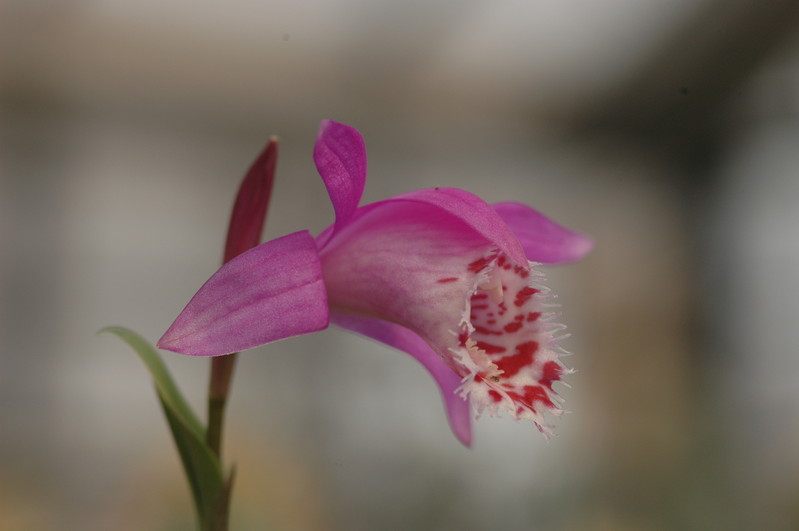 pleione limprichtii 1206
