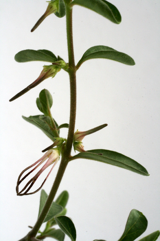 brachystelma circinatum 7480