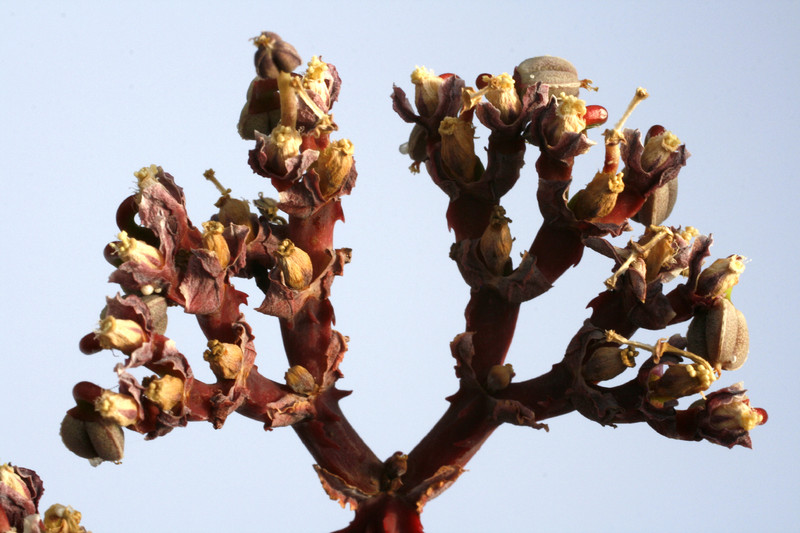 monadenium spectabile 8145