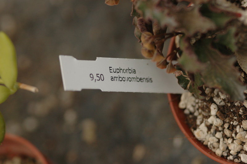 euphorbia ambovombensis 1112