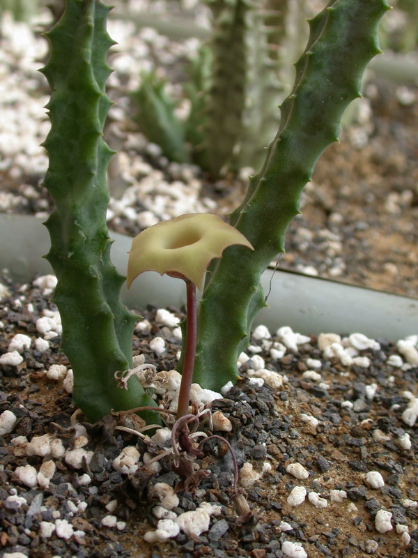 huernia bayeri d1669 groendal 03
