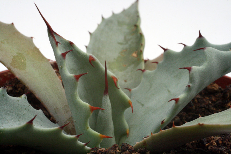 agave durangensis sombrerete 0173