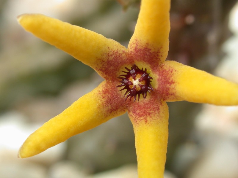 pectinaria maughanii 02