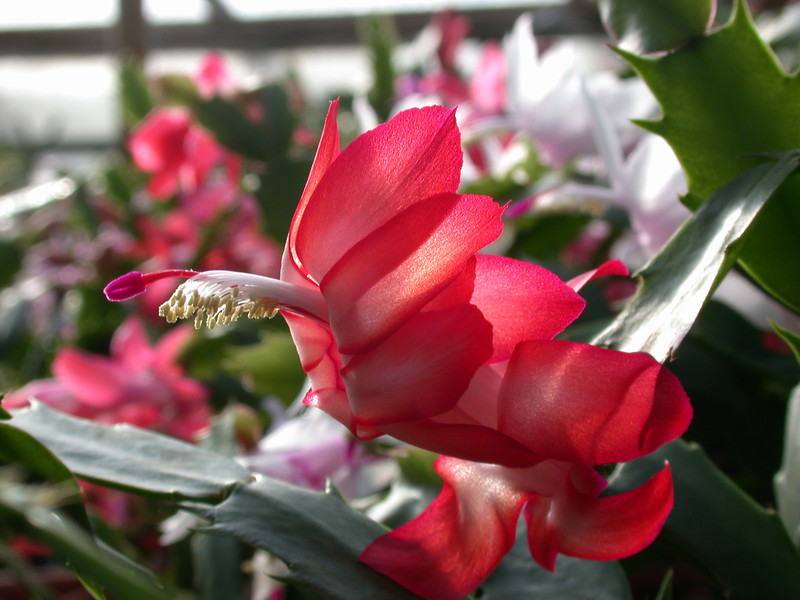 schlumbergera dark marie 02