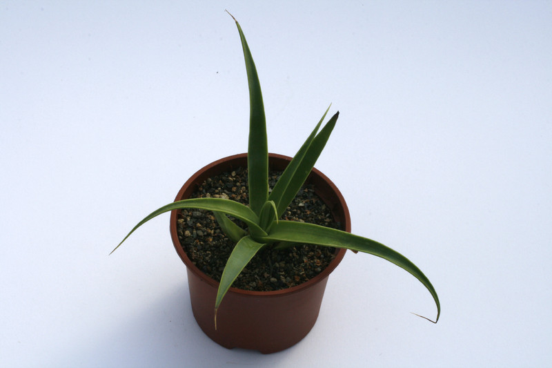agave oracteosa 7840