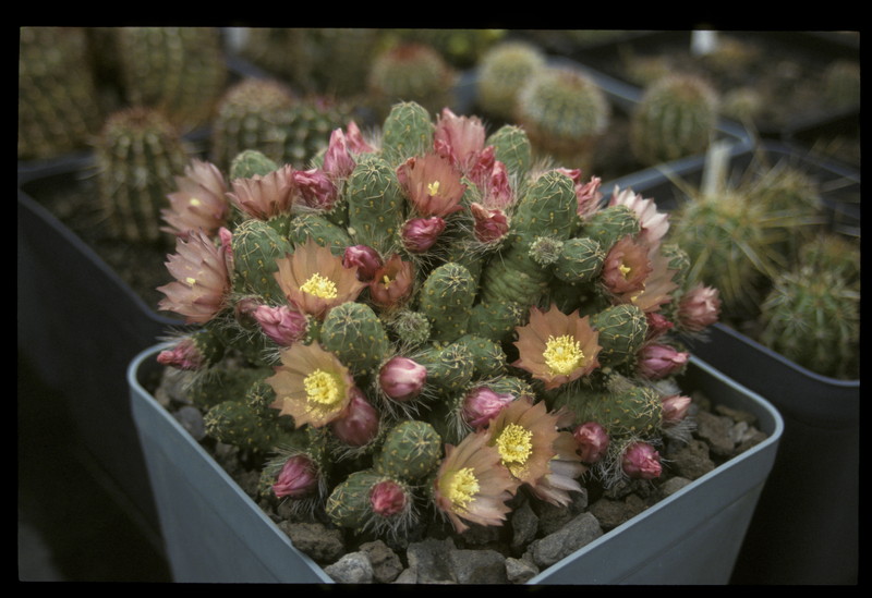 opuntia hpt320 321 039