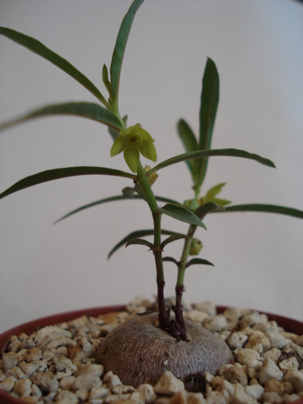 brachystelma vahrmeijeri 157