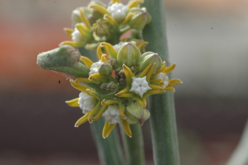 cynanchium perrieri 1069